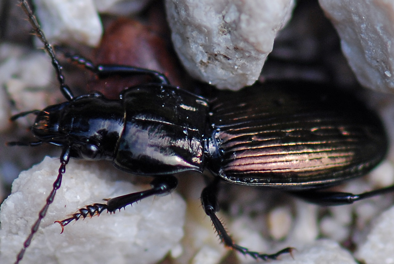 Da Identificare: Pterostichus jurinei